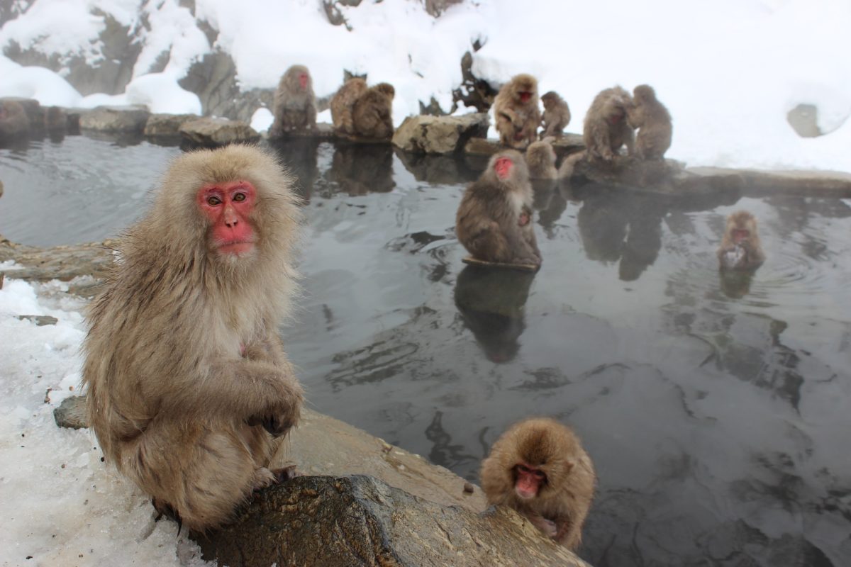 Macacos da Neve