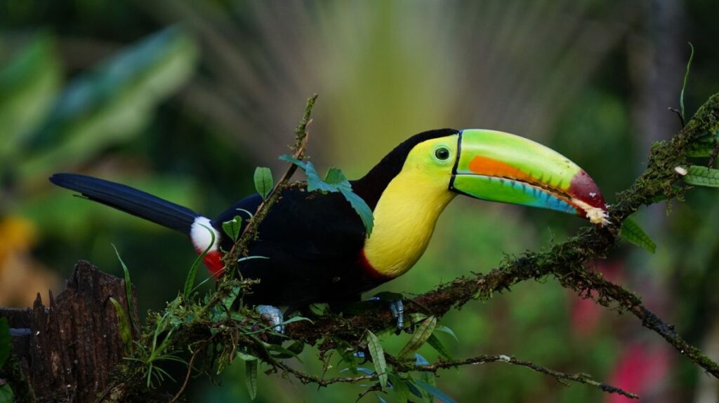 PARQUE NACIONAL CORCOVADO