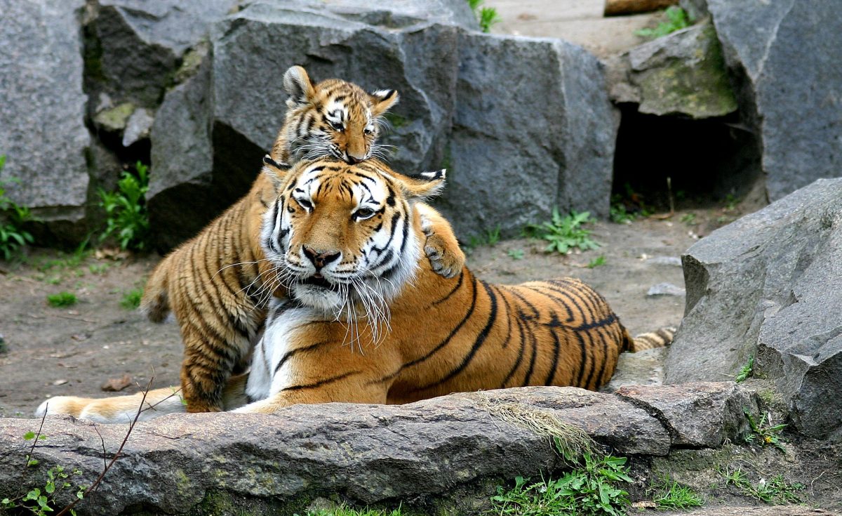 Zoologischer Garten