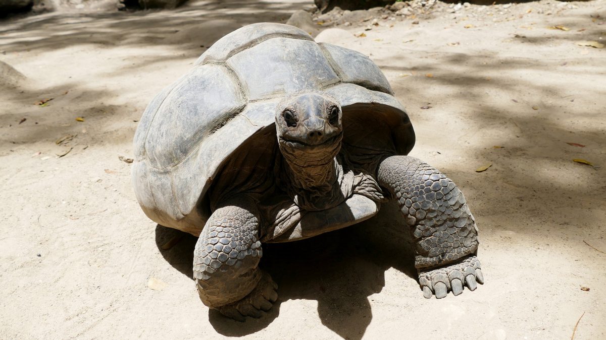 tartarugas Seychelles