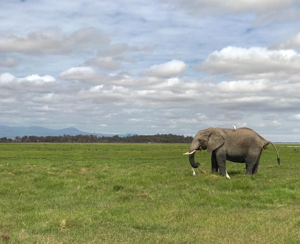 Elefante