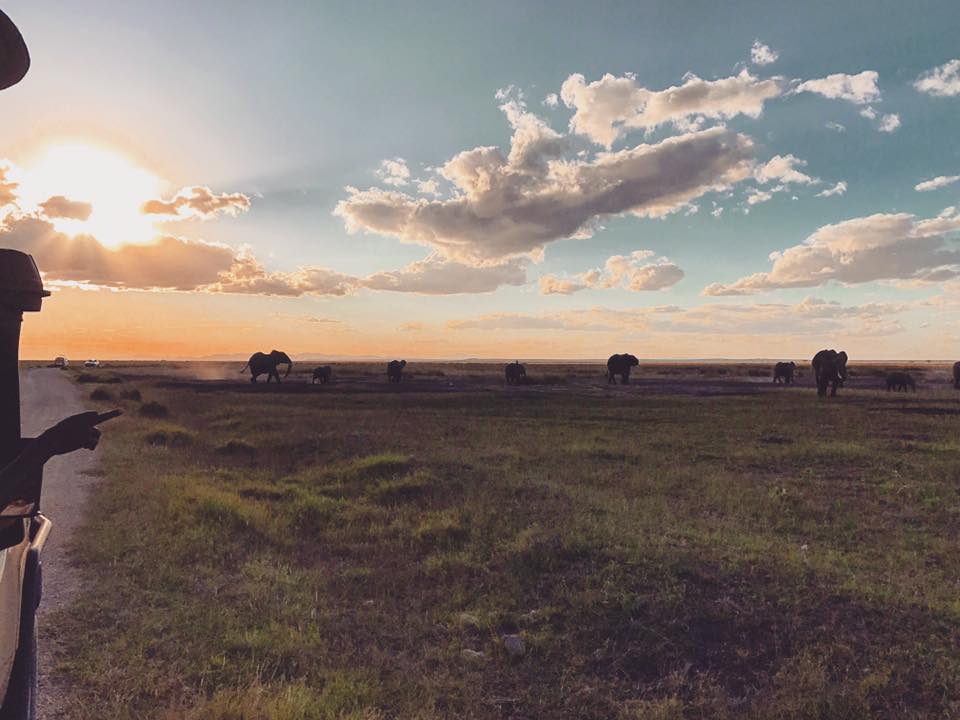 safari