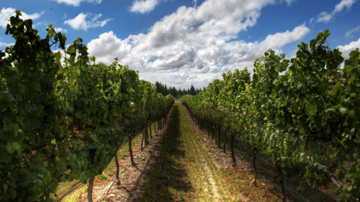 Moscatel de Setúbal entre os melhores do mundo