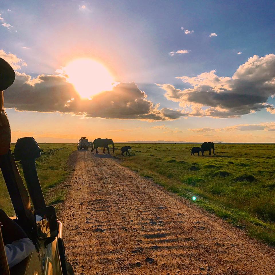 safari