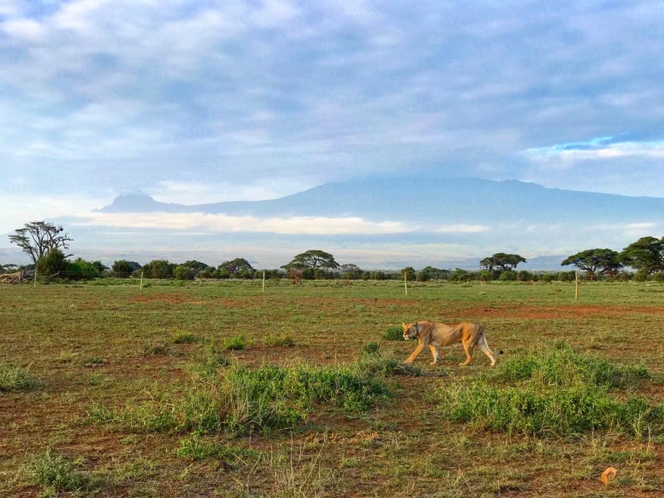 Kilimanjaro