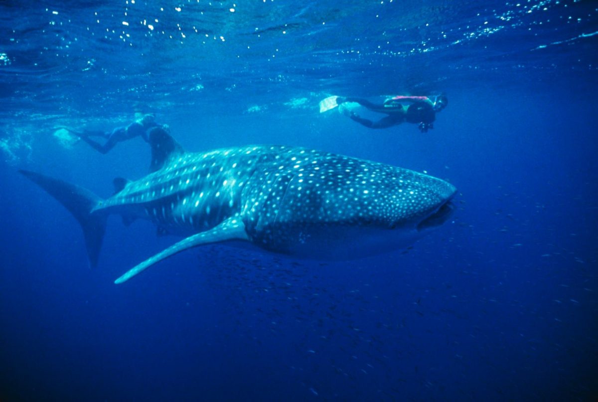 Parque Marinho Ningaloo
