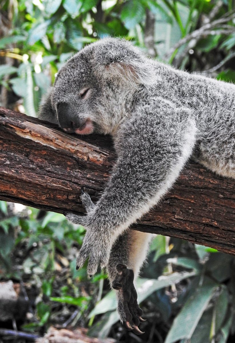 experiências para viver na Austrália