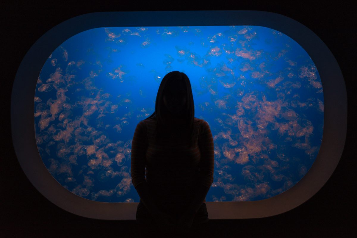Aquarium of the Bay