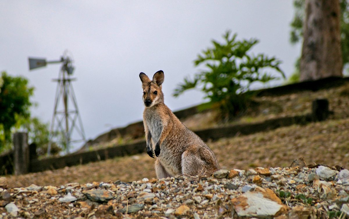 experiências para viver na Austrália