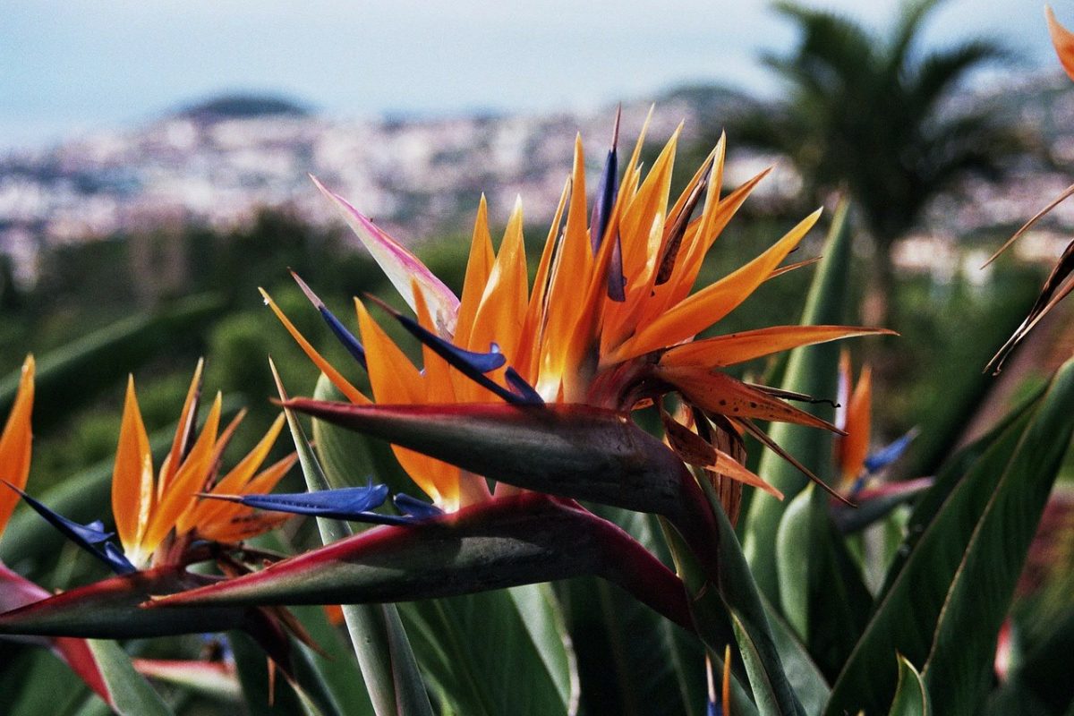 5 curiosidades sobre a Ilha da Madeira