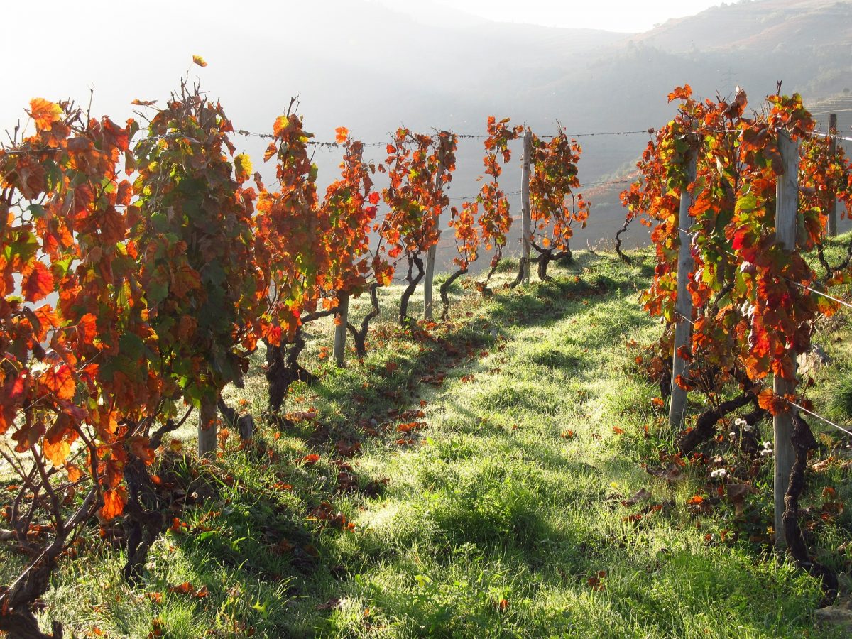 escapadinha ao Douro