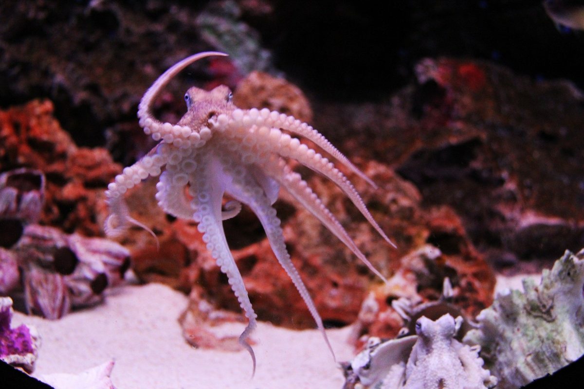 Sea Life de Bangkok