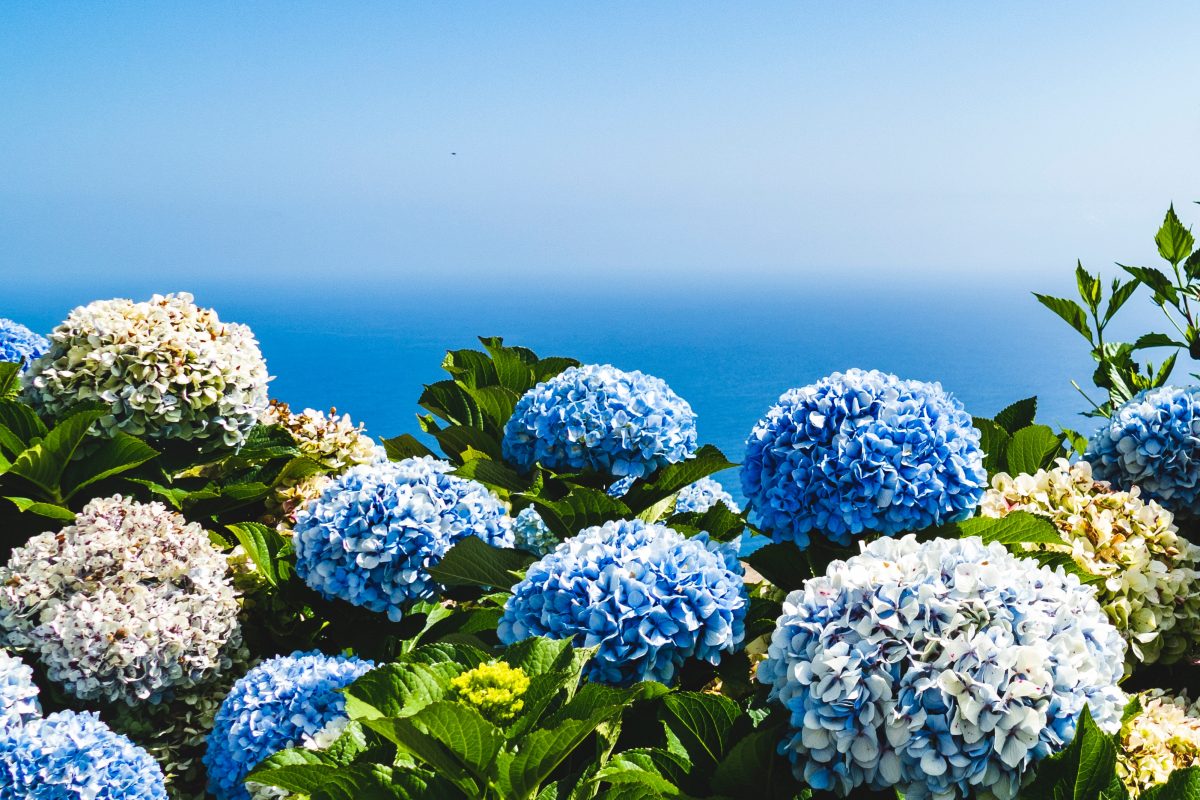 5 razões para ir ao Funchal nas férias da Páscoa