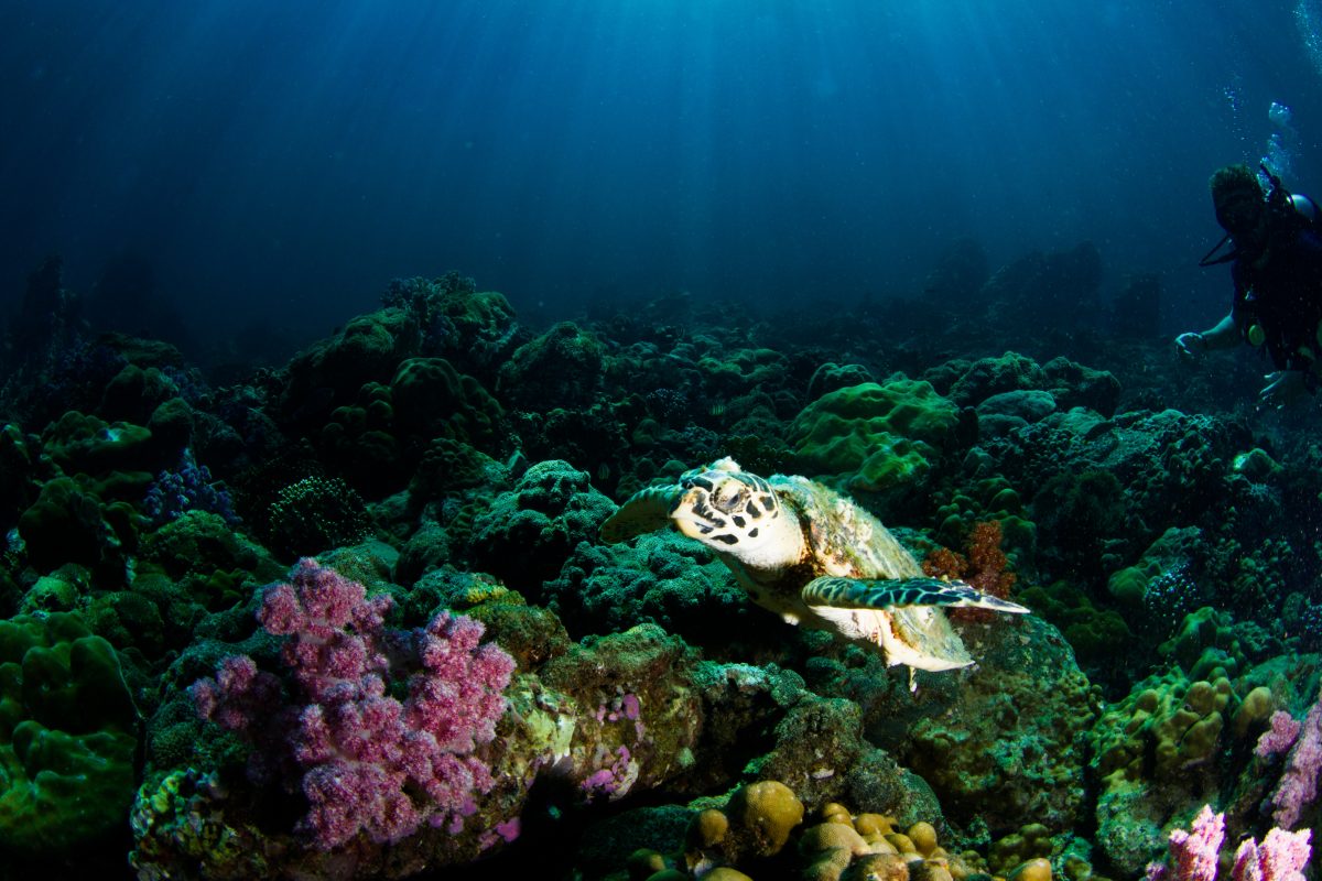 poderá conhecer a fazer mergulho ou snorkeling