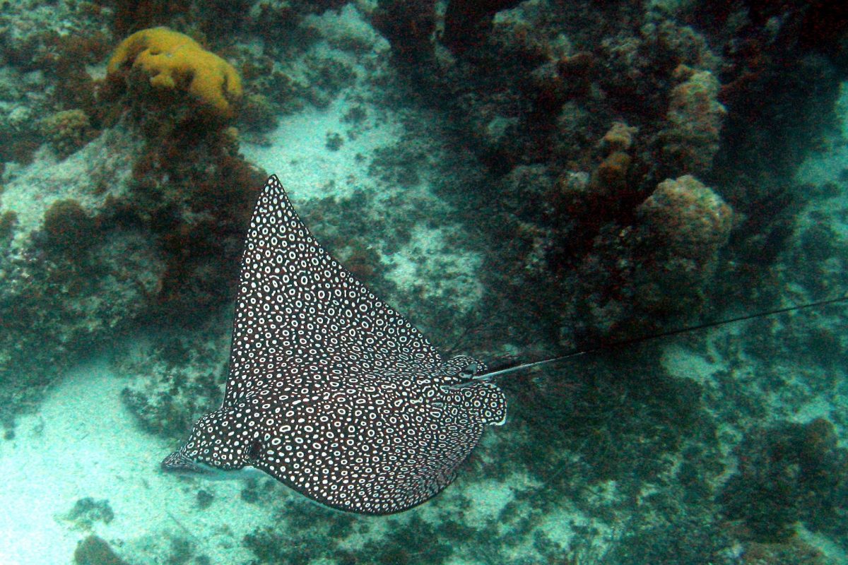 Turks & Caicos