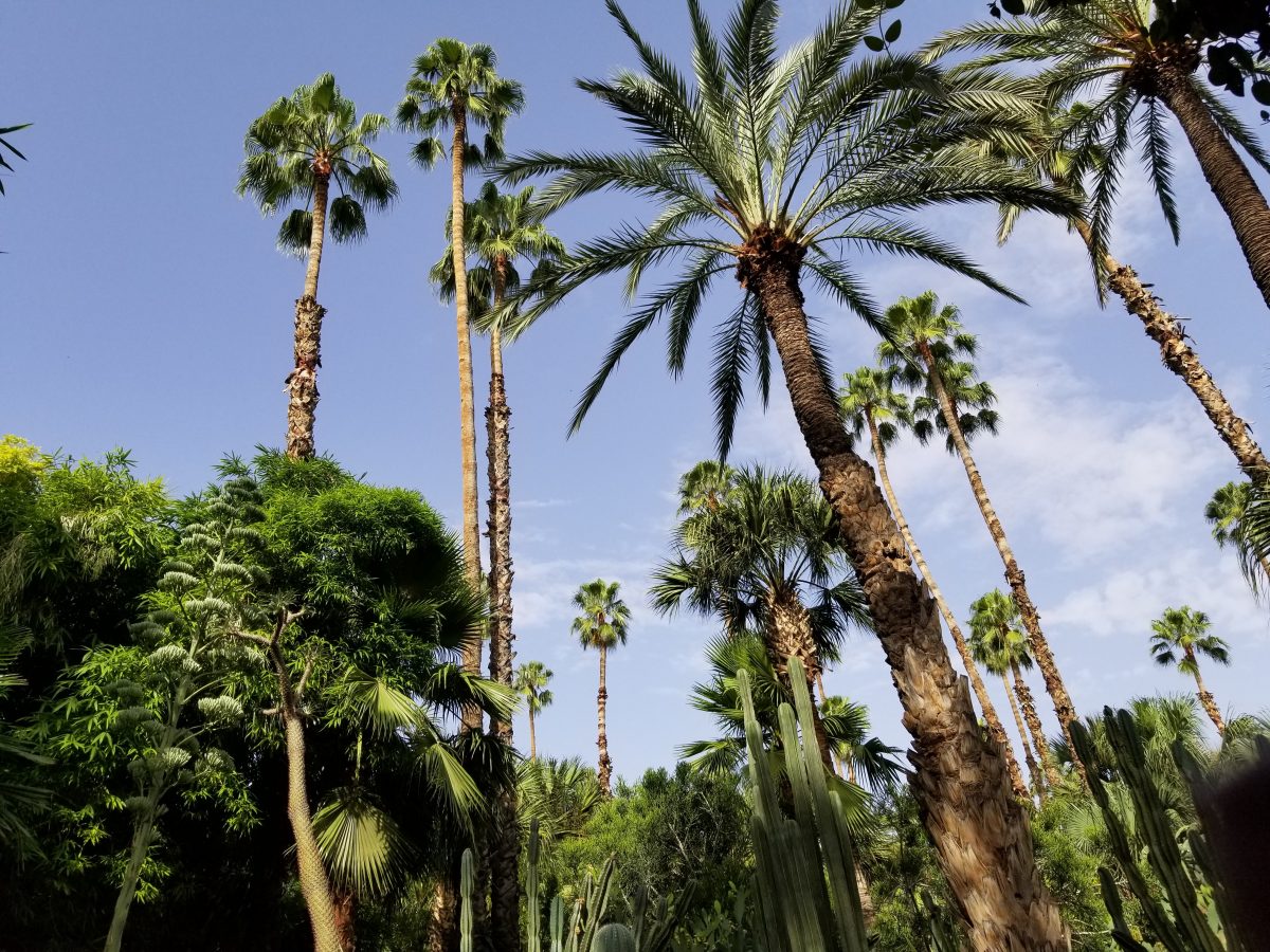 Jardin Majorelle