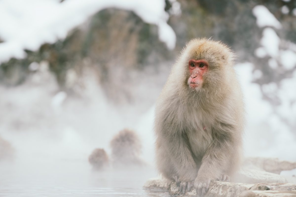macaco na neve