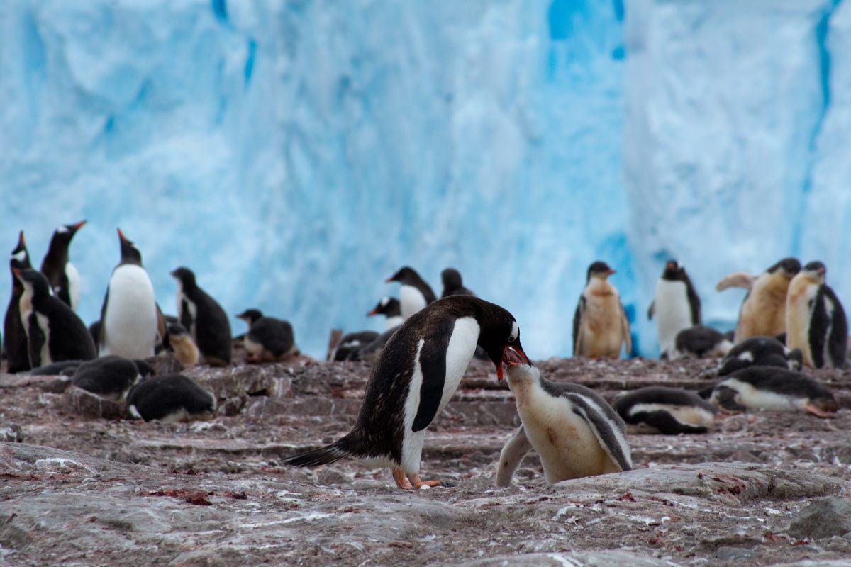 neve e pinguins