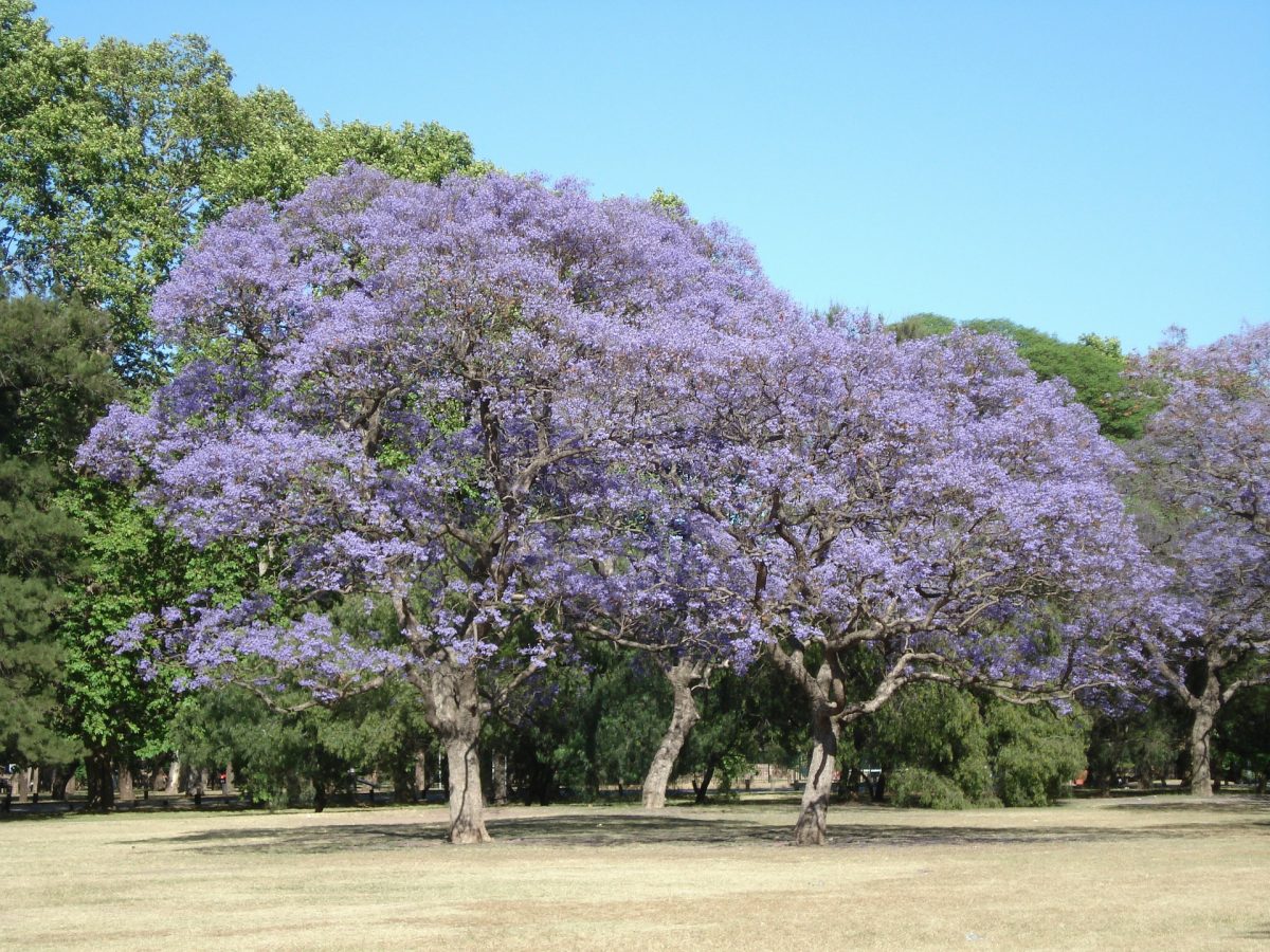Buenos Aires