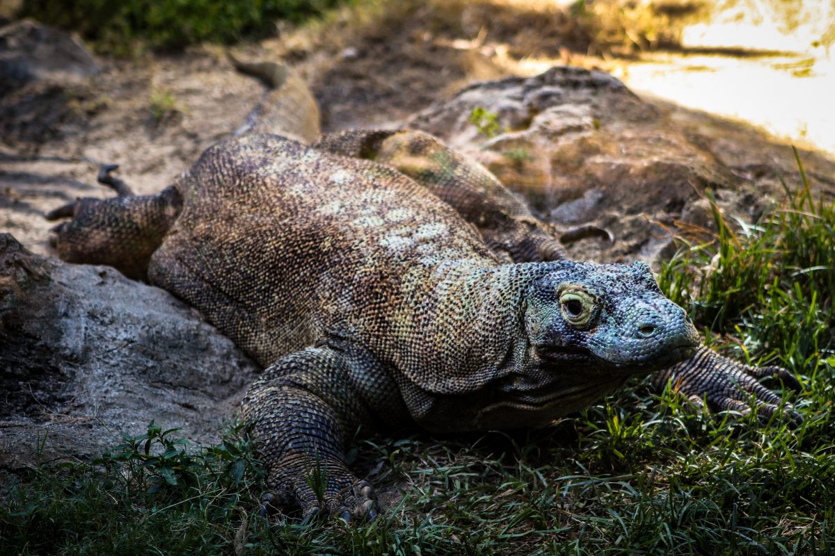 Dragão Komodo