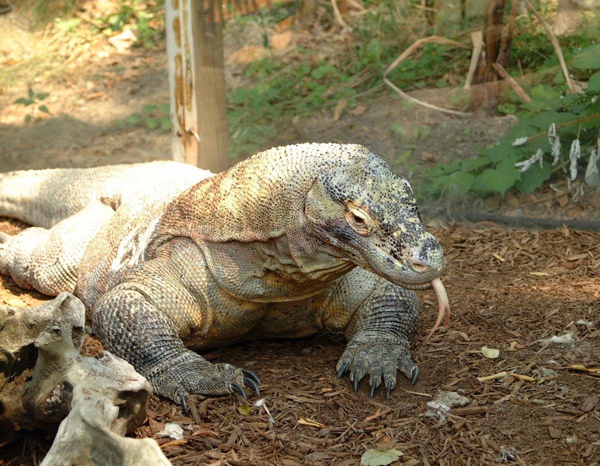 Dragão Komodo