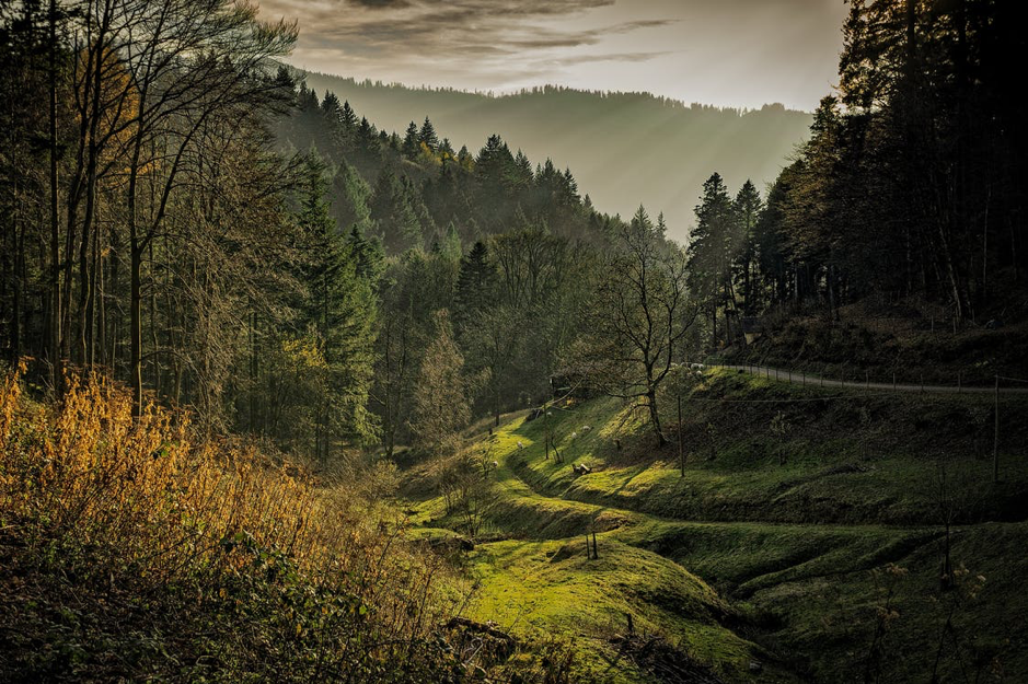 Floresta Negra