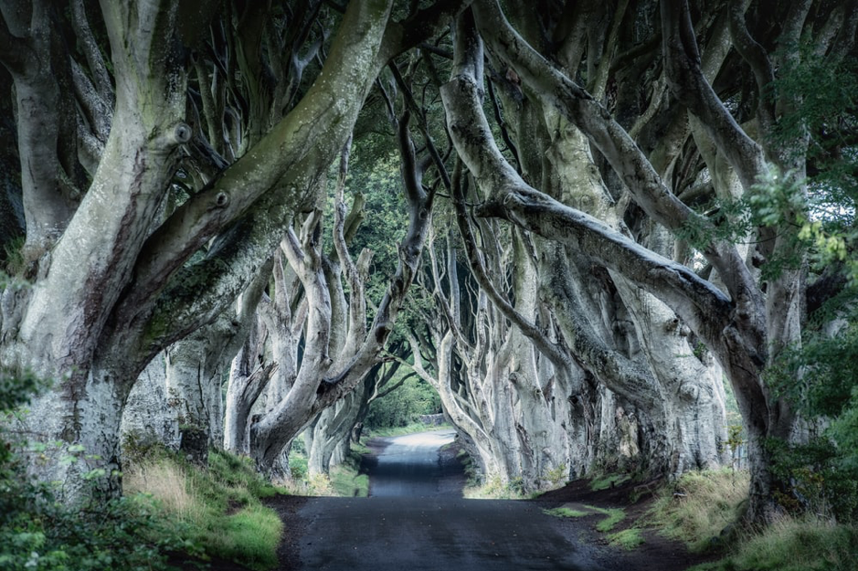The Dark Hedges