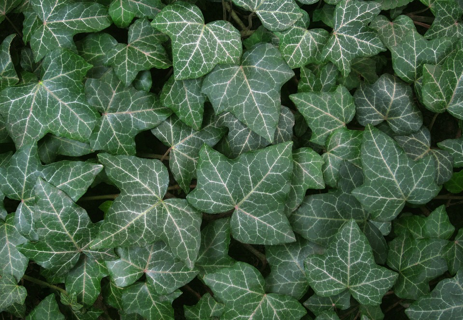 jardim Bucareste