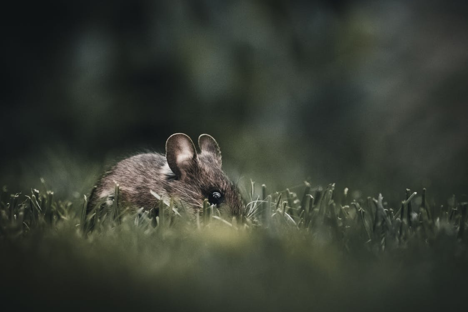 ratos ilha de páscoa