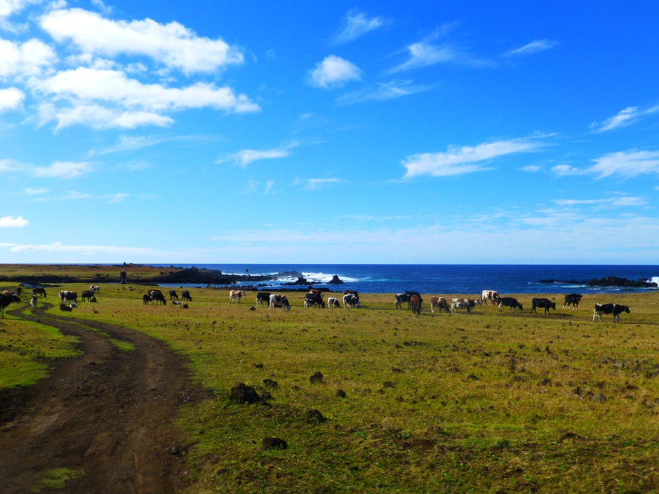 vacas de pasto, ilha de páscoa