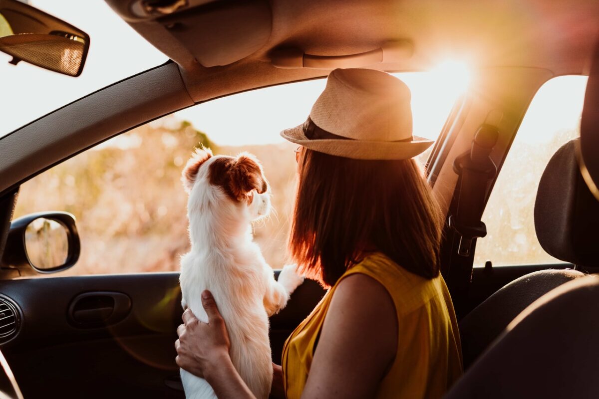 3 sugestões de sonho para umas férias com animais