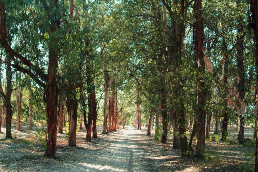 Mata Nacional da Machada, Barreiro