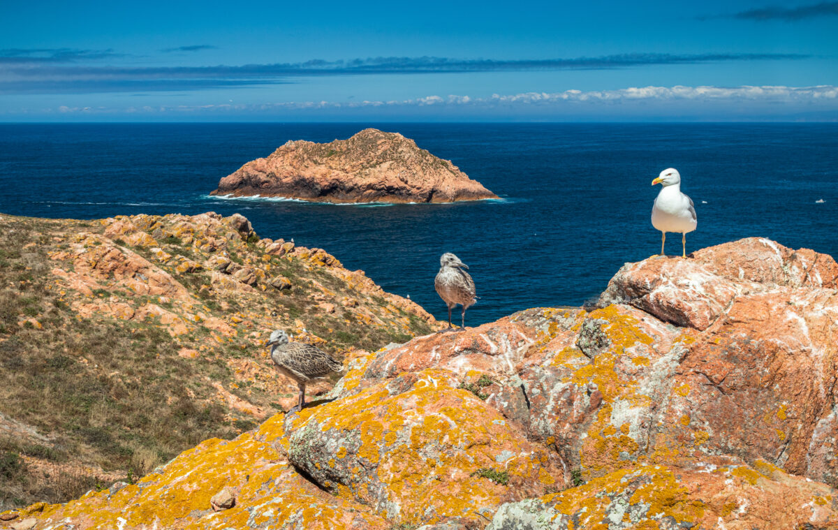 Ilha das Gaivotas