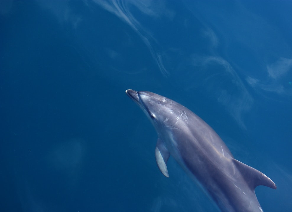 observação de baleias e golfinhos nos Açores