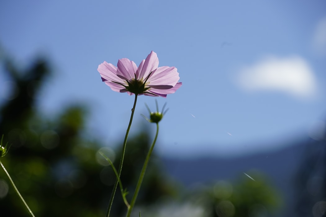 flor rosa
