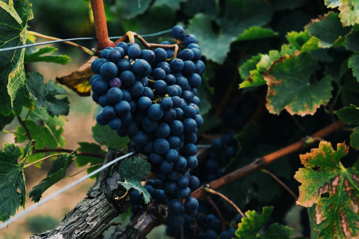 amantes de vinho