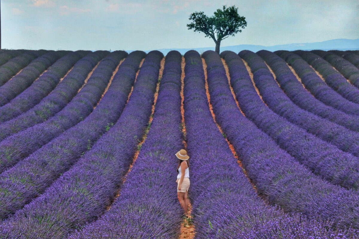 campos de lavanda