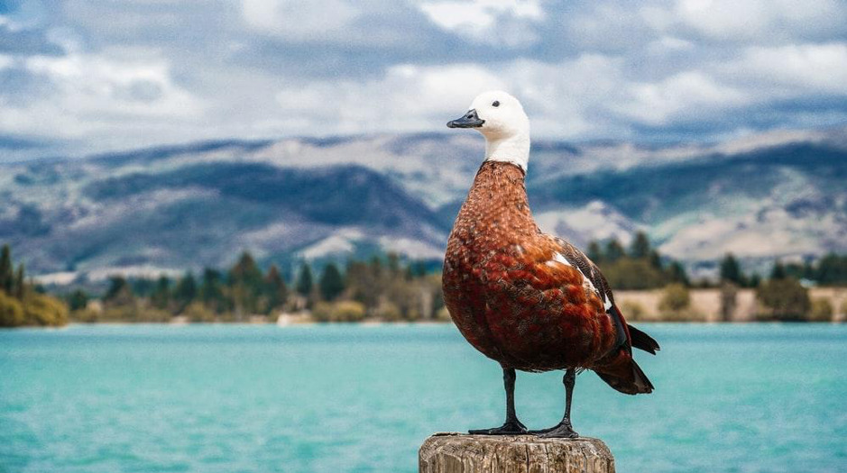 Surpreenda-se com a vida animal na nova zelândia