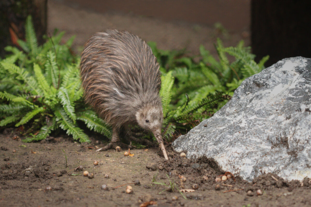 Kiwi, nova zelândia