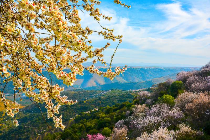 Vila Nova de Foz Côa (Guarda) | Roteiro da Amendoeira em Flor