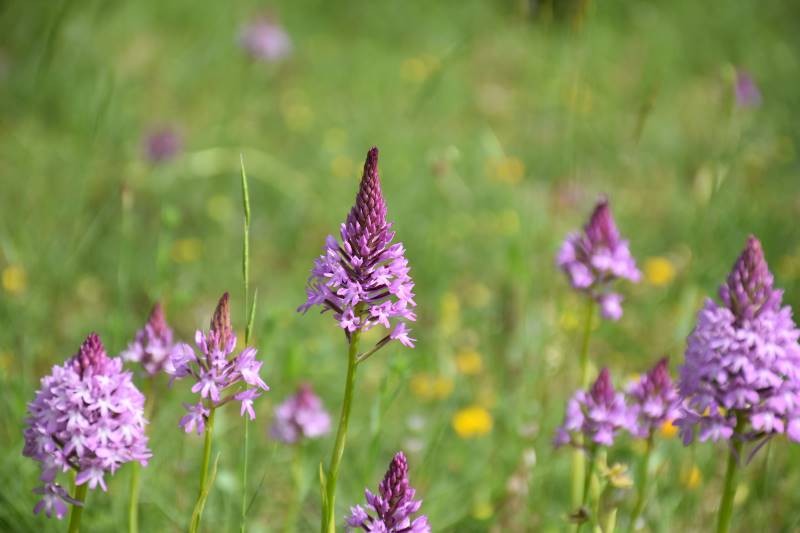 Serra De Aire e Candeeiros | Roteiro das Orquídeas Selvagens