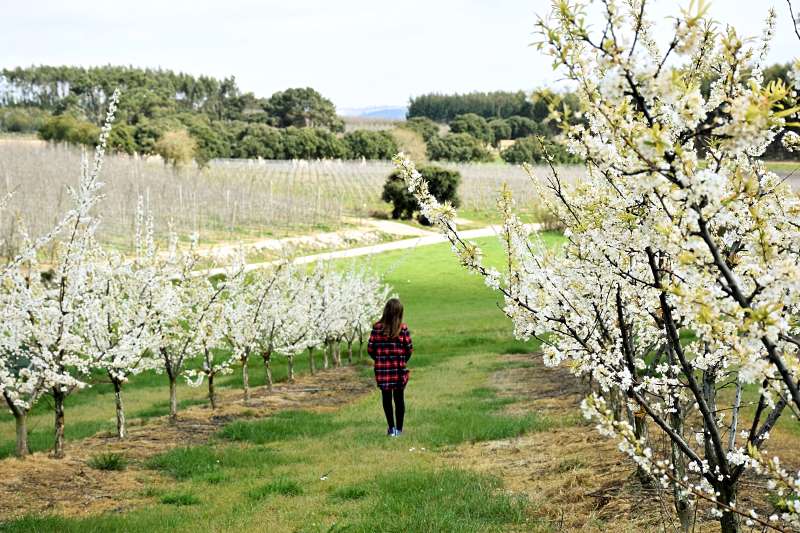 Resende (Viseu) | Roteiro da Cerejeira em Flor