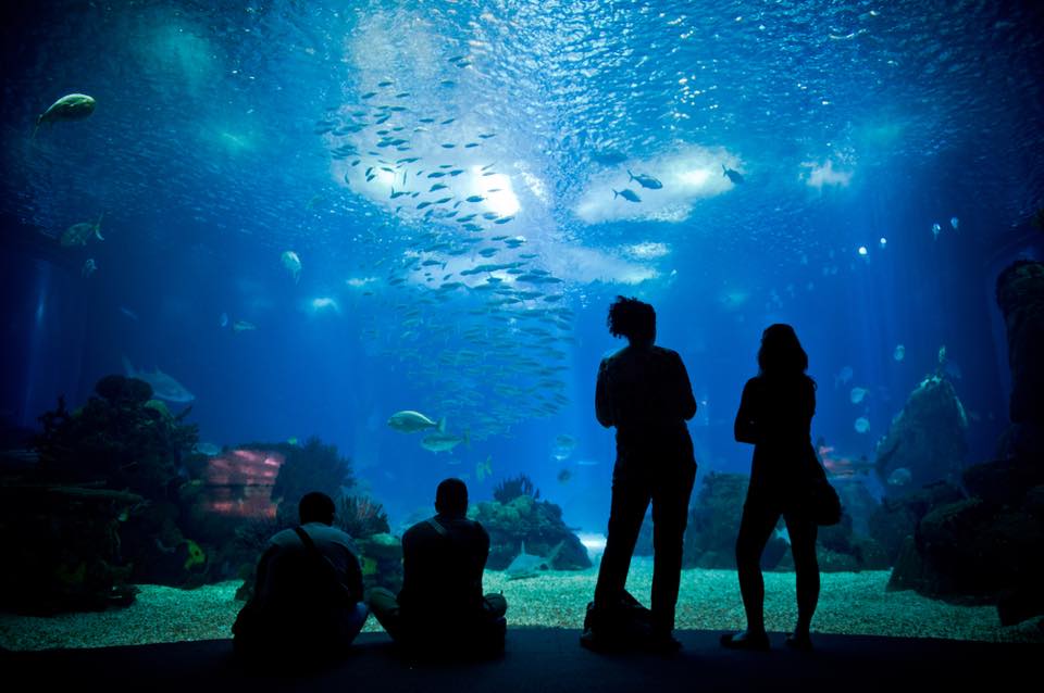 oceanário de lisboa