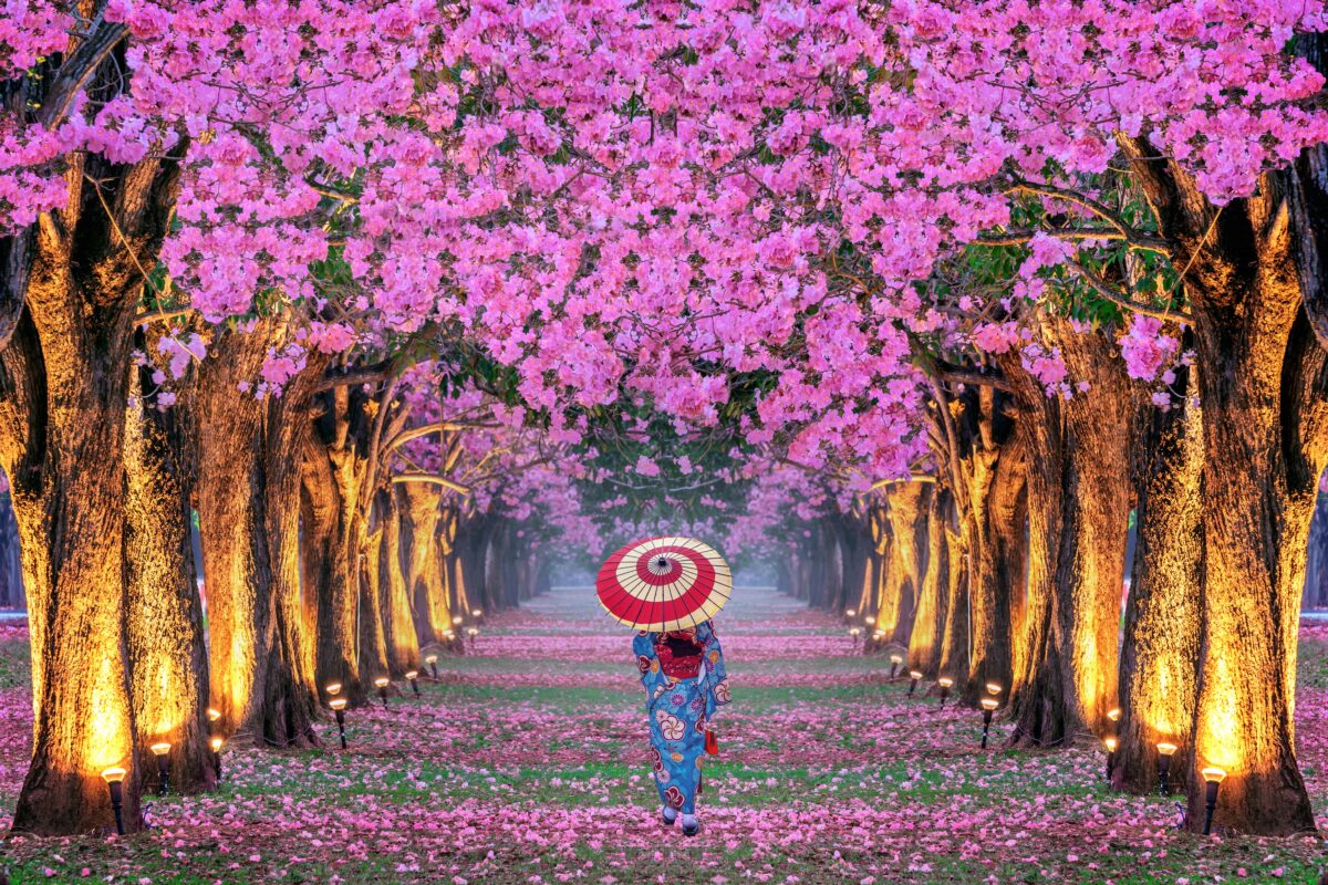 Sakura Matsuri