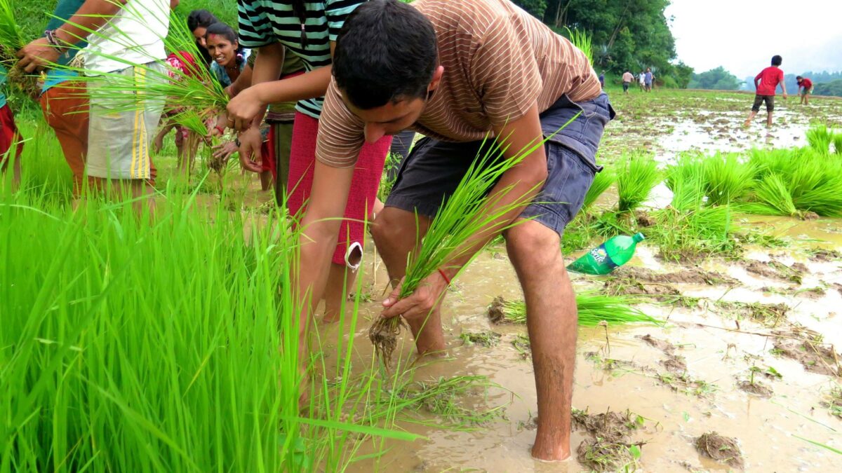 Voluntariado no Nepal