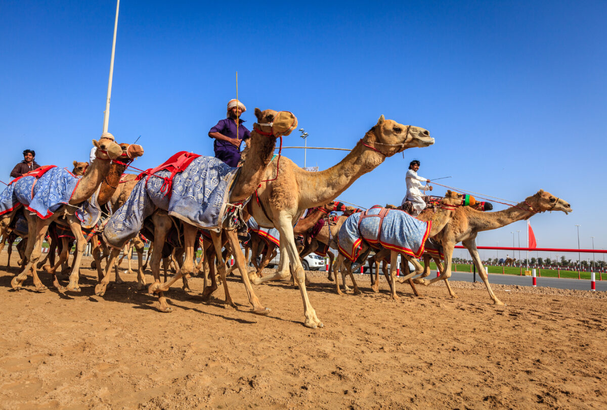 corrida de camelos Al Marmoom