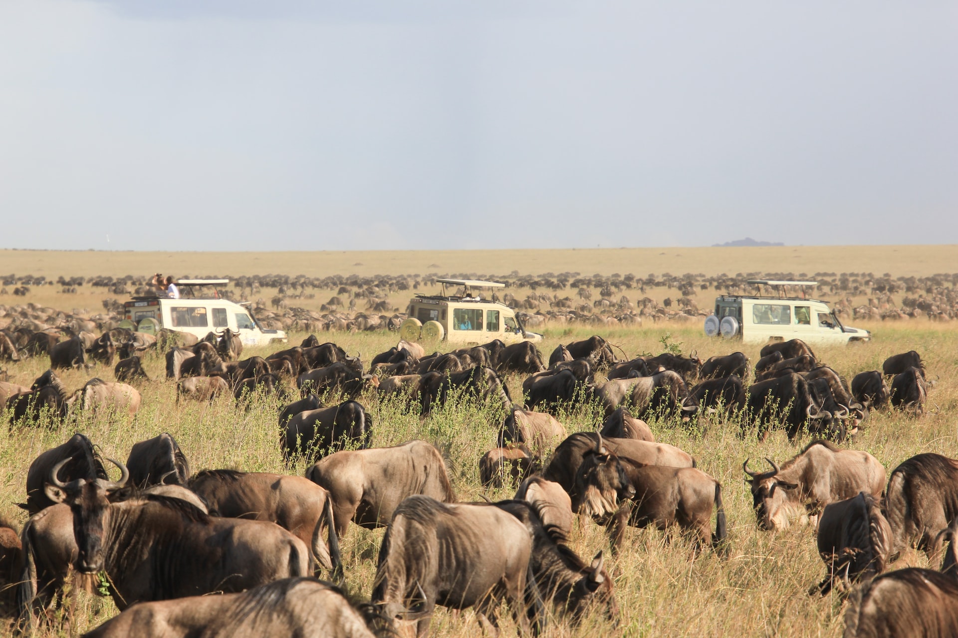 safari, tanzania
