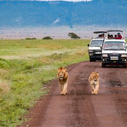 Safari no Quénia: sugestões para uma experiência inesquecível