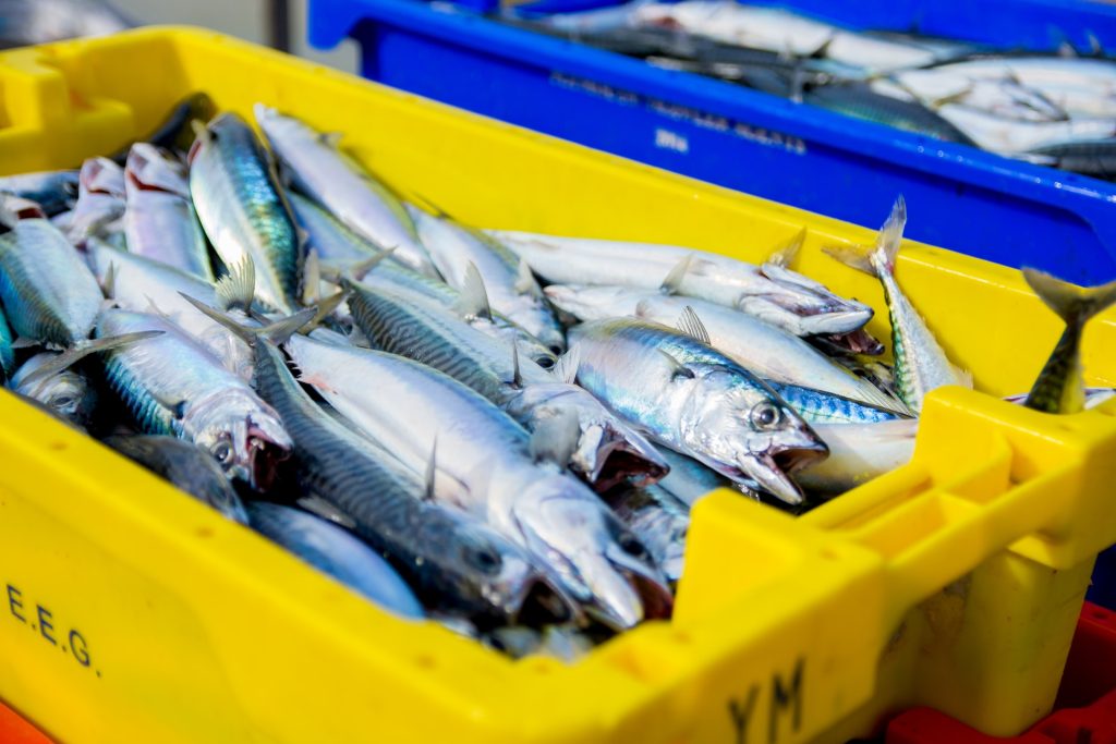 consumir peixe de forma consciente, dicas para preservar os oceanos