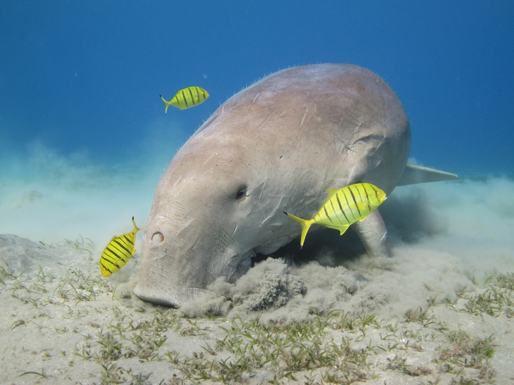 melhores destinos do mundo para snorkelling, peixe dugongo, Baía Abu Dabbab, Marsa Alam, Egipto